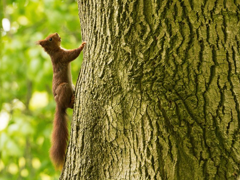 Squirrel going up a Tree