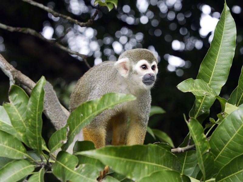 Squirrel Monkey in trees