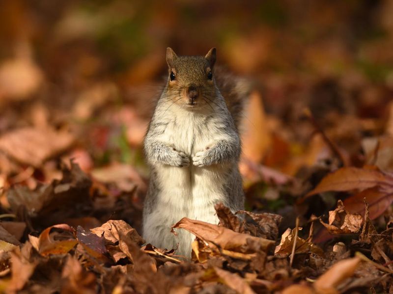 Squirrel on fallen leaves