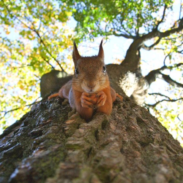 Everything to Know About the Cute Baby Squirrel