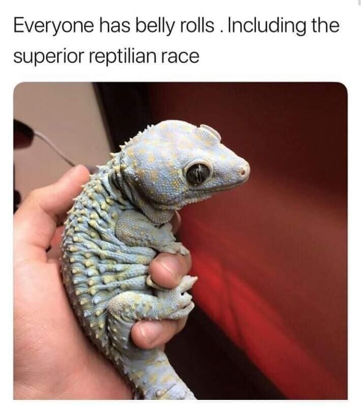 Squishy pet reptile