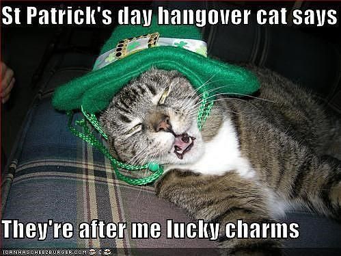 St. Patrick's Day hangover cat meme