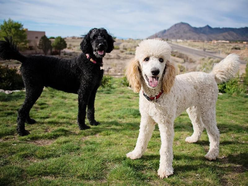 Standard poodles are great breeds for families with allergies