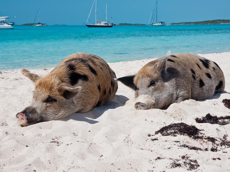 Staniel Cay Pigs on the Beach