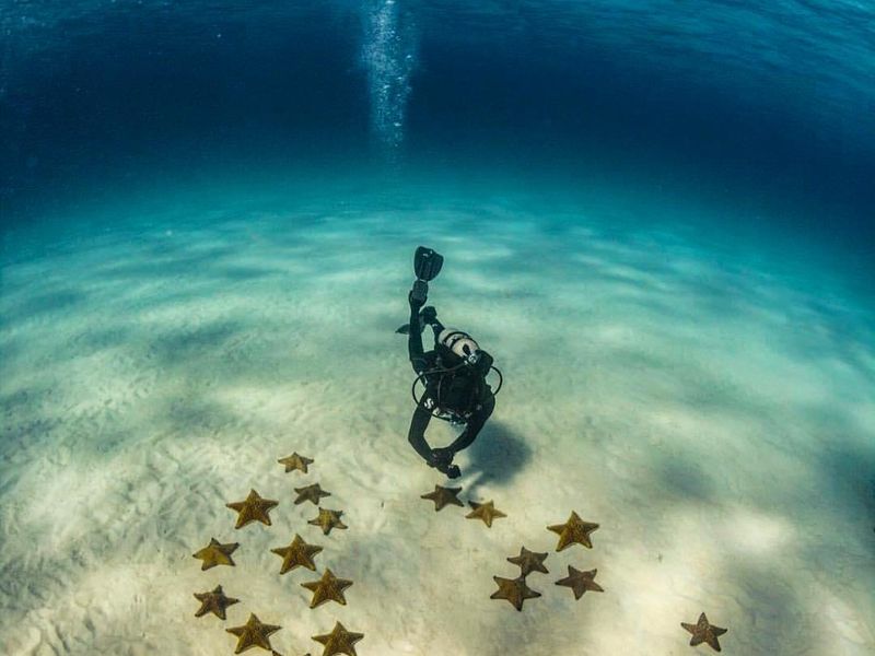 Starfish Underwater in the Bahamas