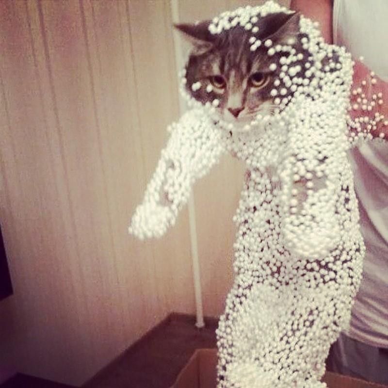 Sticky cat mess