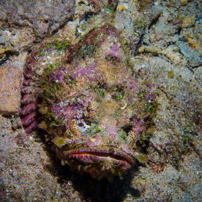 Stonefish disguised