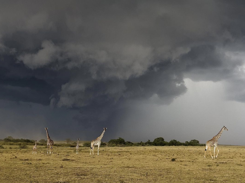 Stormy Safari