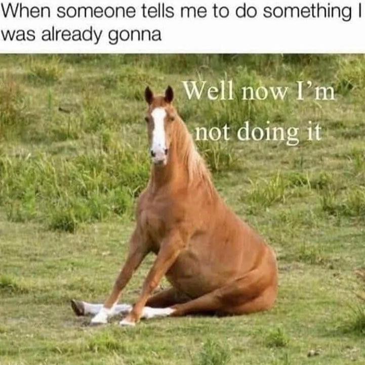 Stubborn horse meme
