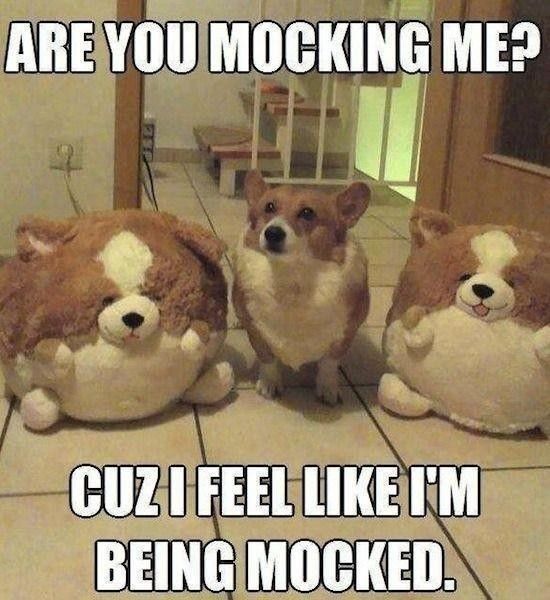 Stuffed dog meme