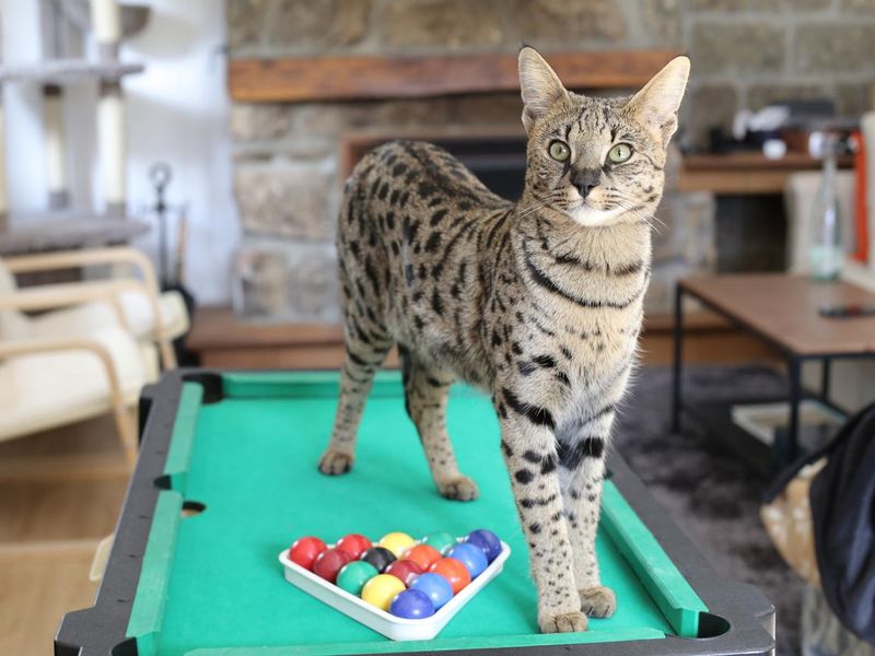 Stunning Savannah cat with black nose with pool table