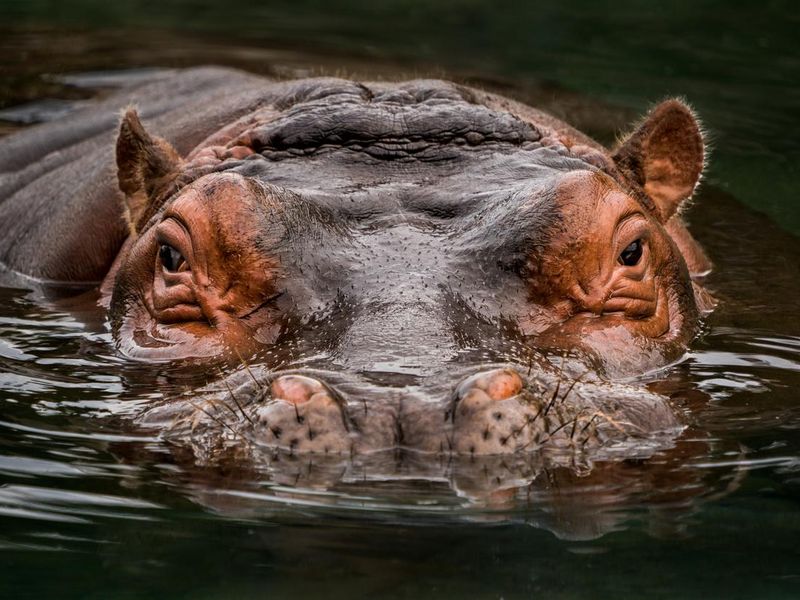 Submerged Hippo