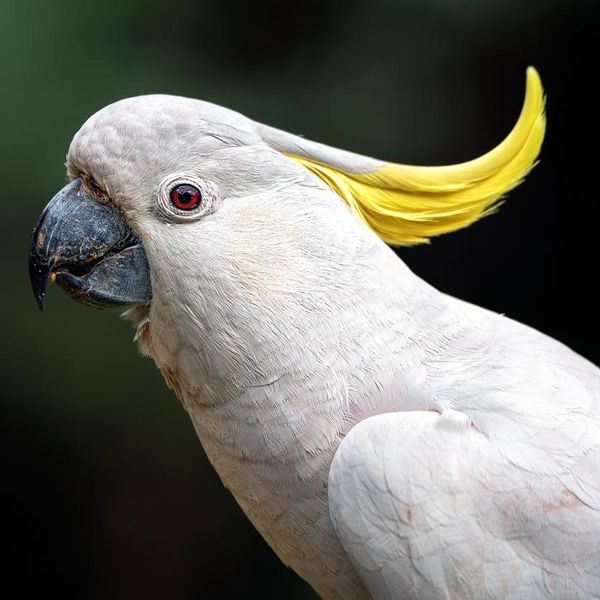 Should You Own a Cockatoo?