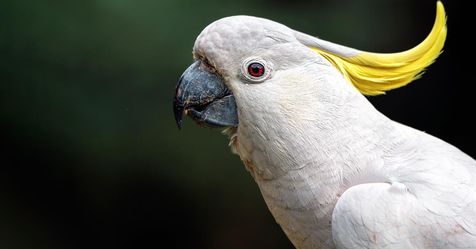 Should You Own a Cockatoo? | Always Pets