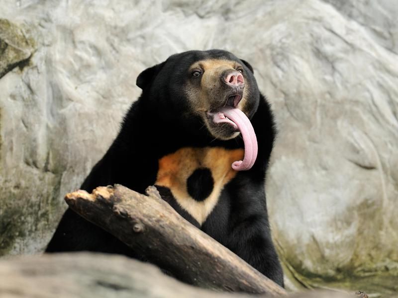 Sun bear with long tongue