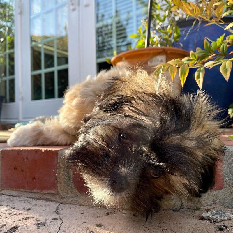 Sunbathing Shih Tzu  Pup