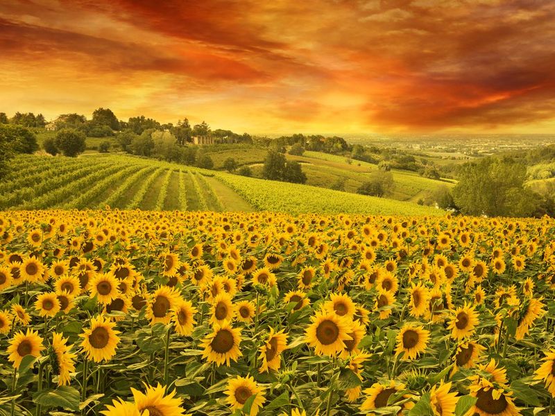 sunflowers in the italian hill at sunset