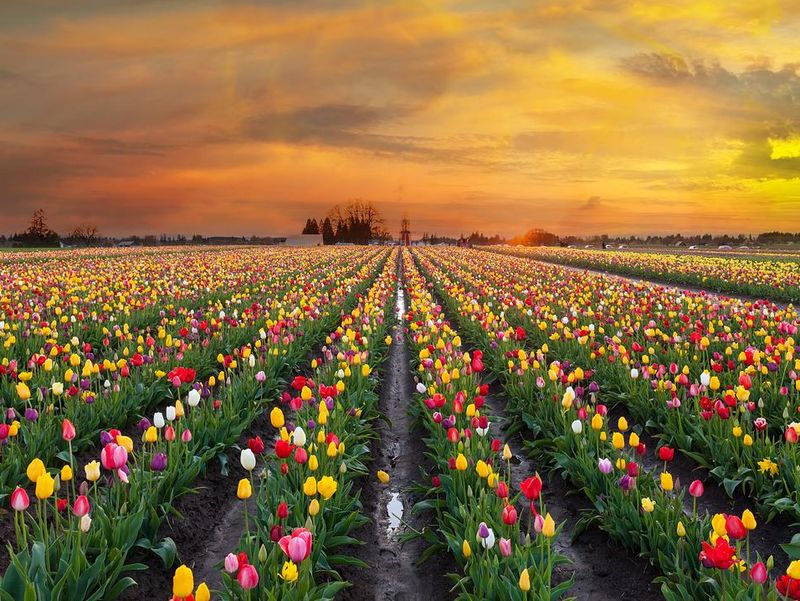Sunset over colorful Tulip flower fields in full bloom during spring season tulip festival in Woodburn Oregon