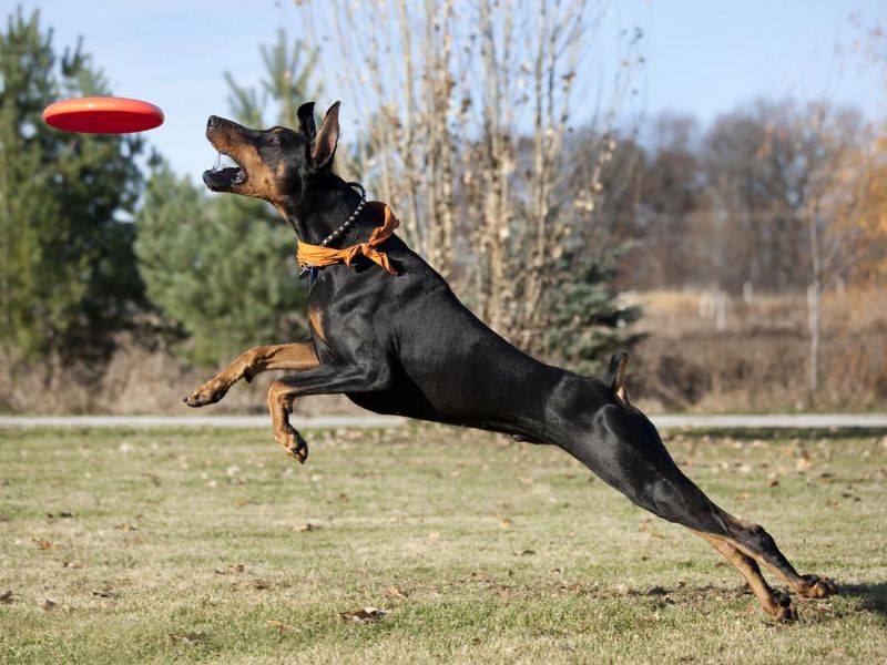 Super Dog; Doberman Pinscher Running, Jumping, Striving to Catch Frisbee