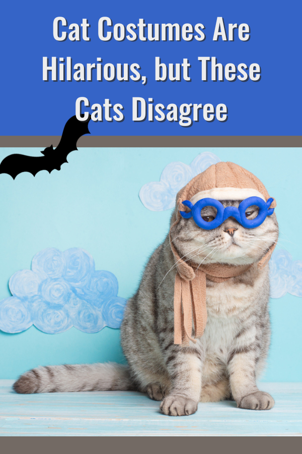 funny cats in costumes