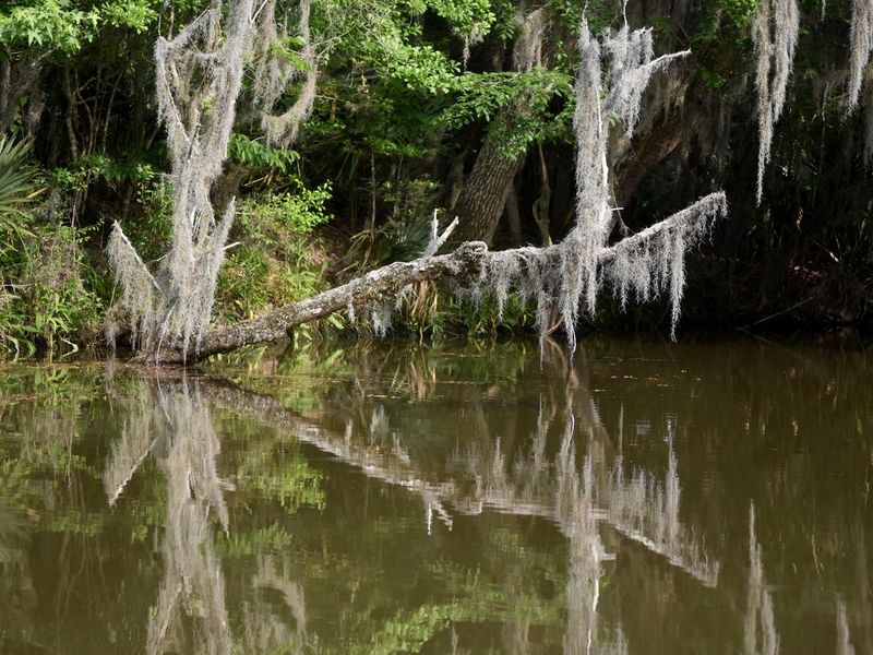 Swamp and Bayou in Southern Louisiana