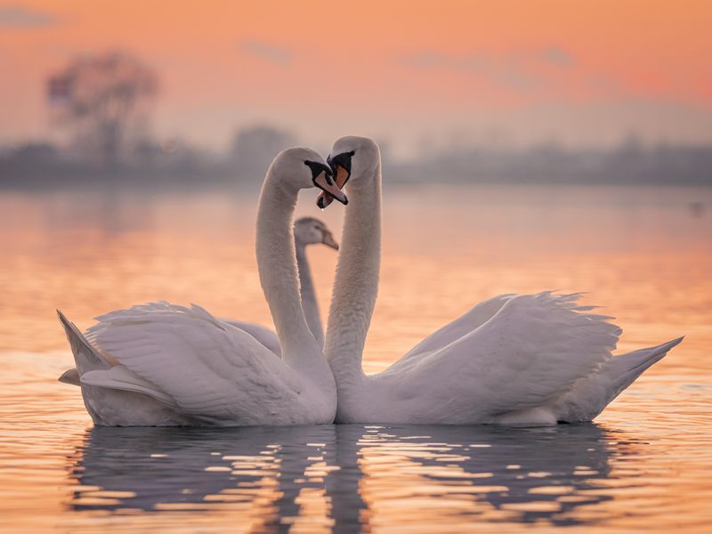 Swans floating on lake during sunset