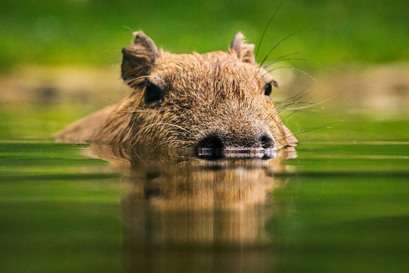 Swimming capybara portrait