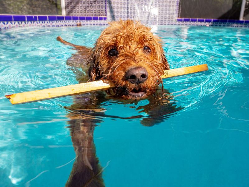 Swimming Dog on Insta
