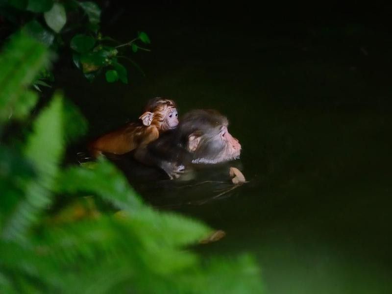 Swimming female monkey