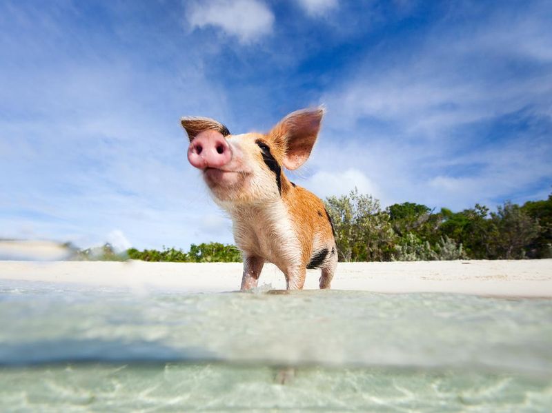 Swimming pigs in Exuma, Bahamas