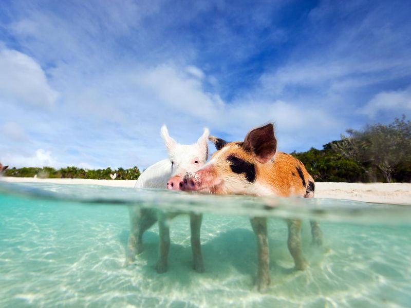 Swimming pigs of Exuma, Pig Beach in the Bahamas