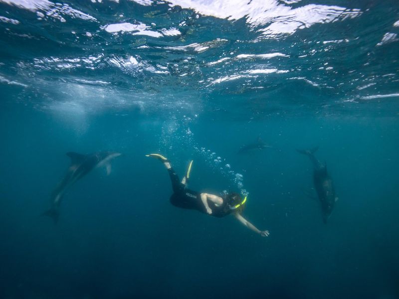 Swimming with dolphins in New Zealand