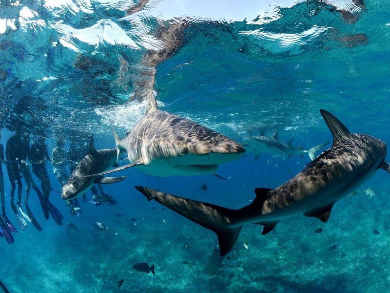 Swimming with sharks in Bimini