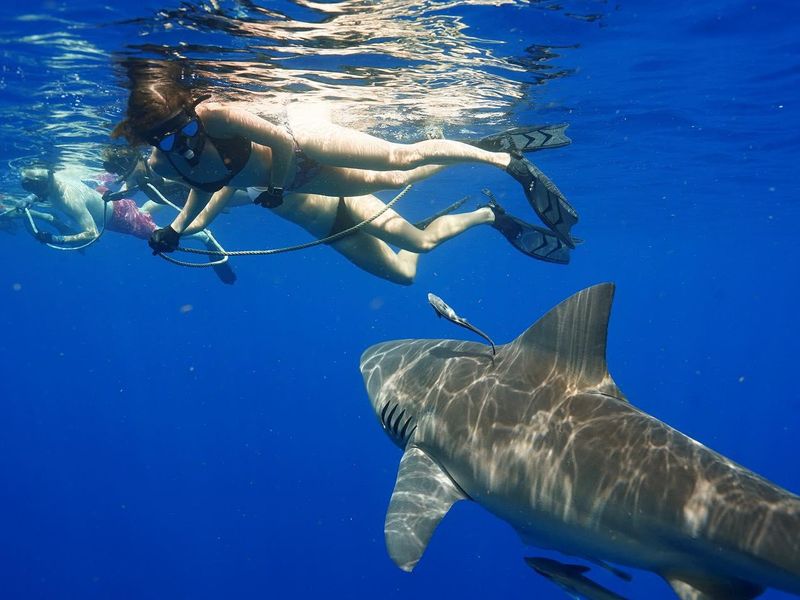 Swimming with sharks in Jupiter, Florida