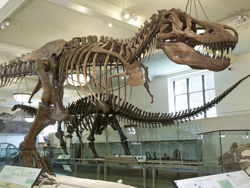 T-rex fossil at the American Museum of Natural History