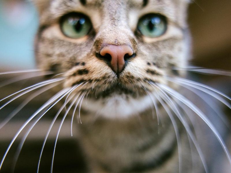 Tabby Cat Closeup Portrait