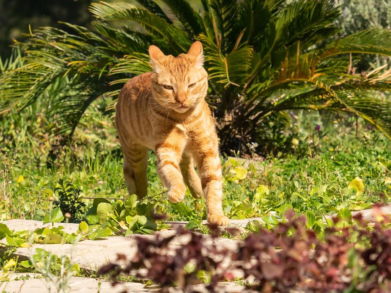 Tabby cat running fast at home garden
