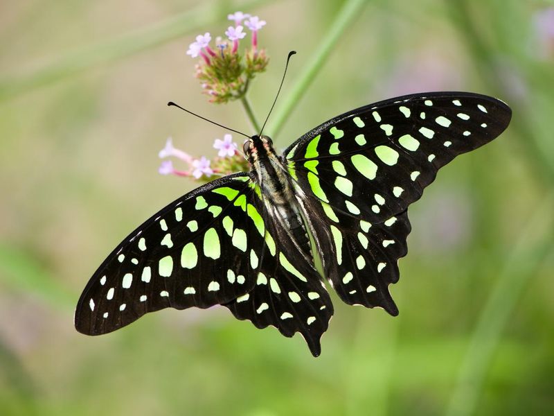 Tailed Jay Butterfly  (Graphium agamemnon)