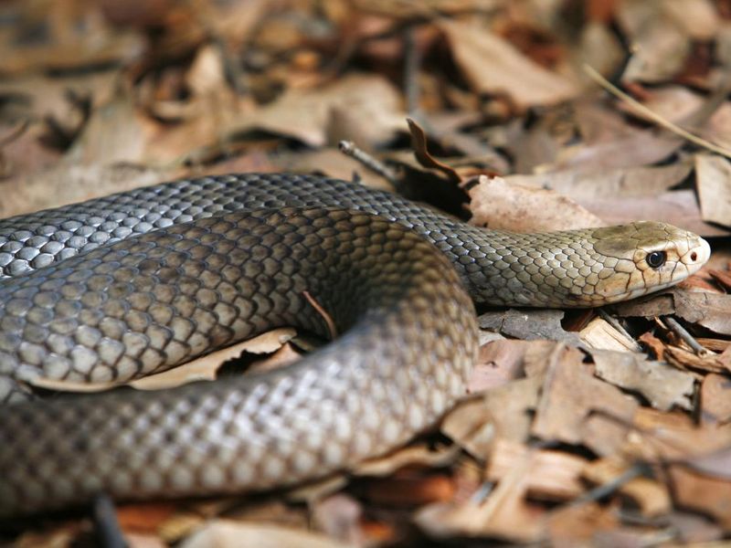 Taipan, one of the world’s deadliest snakes
