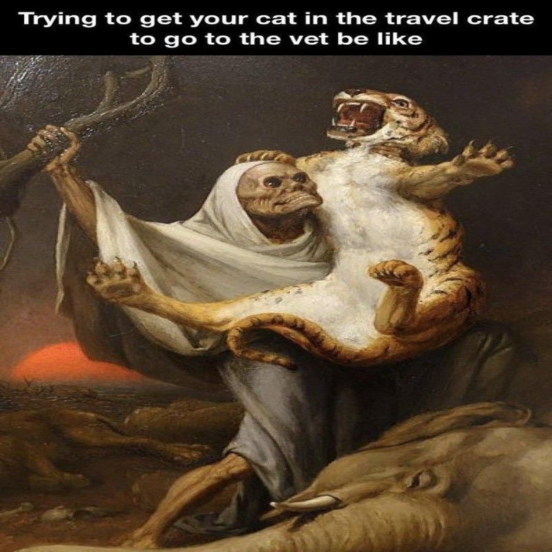 Taking your cat to the vet meme