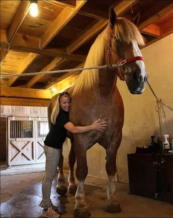 Tallest horse on record, Big Jake