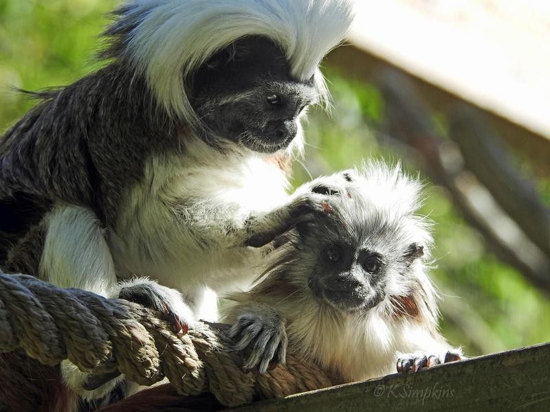 Tamarin monkeys in zoo