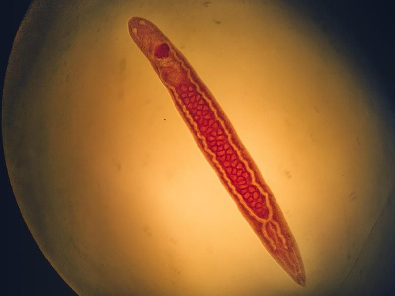 Tapeworm under microscope