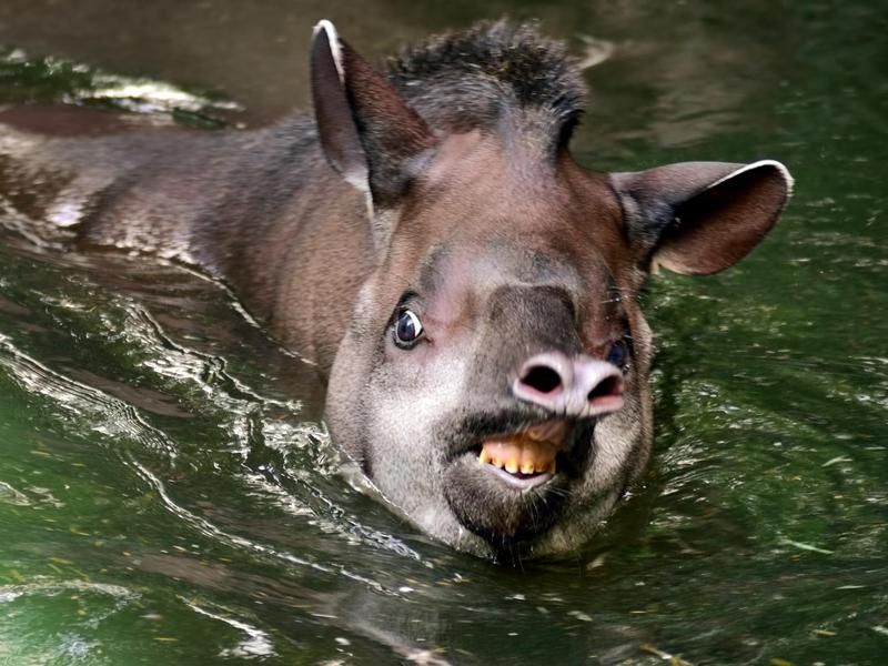 Tapir swimming