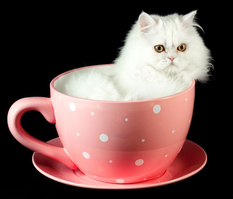 Teacup Persian Cat