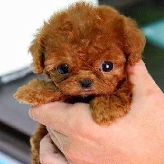 Teacup small fluffy dog