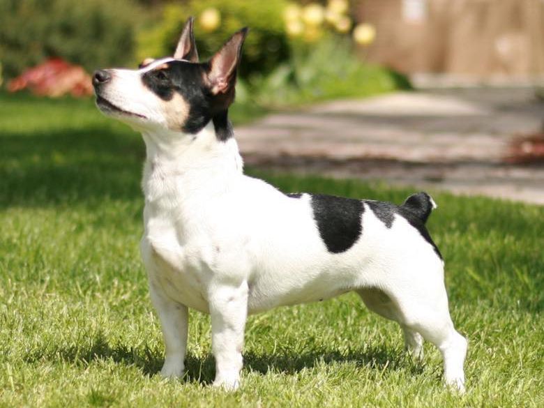 Teddy Roosevelt terrier, rare dog breed