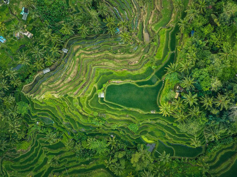 Tegallalang Rice Terrace in Bali, Indonesia