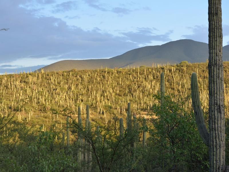 Tehuacan Landscape