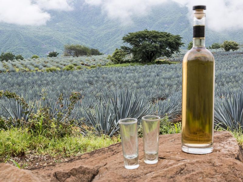 Tequilla bottle in front of agave plants used to produce tequila